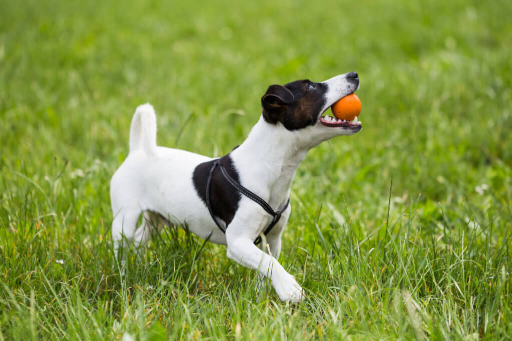 Jack Russell Terrier on Grass