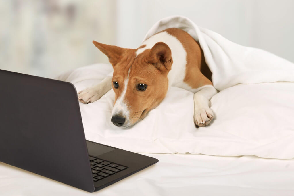 Terrier Mix Looking at Computer in Bed